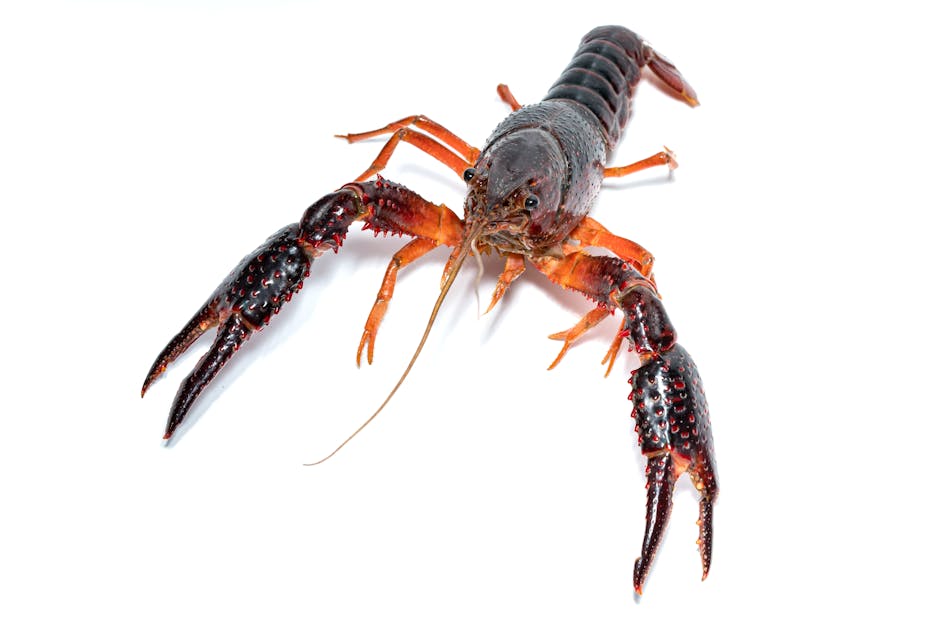 crawfish