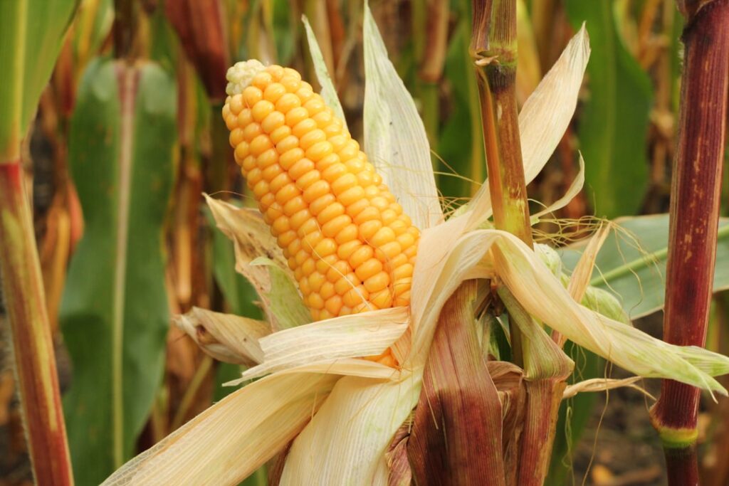 how long to boil corn on the cob