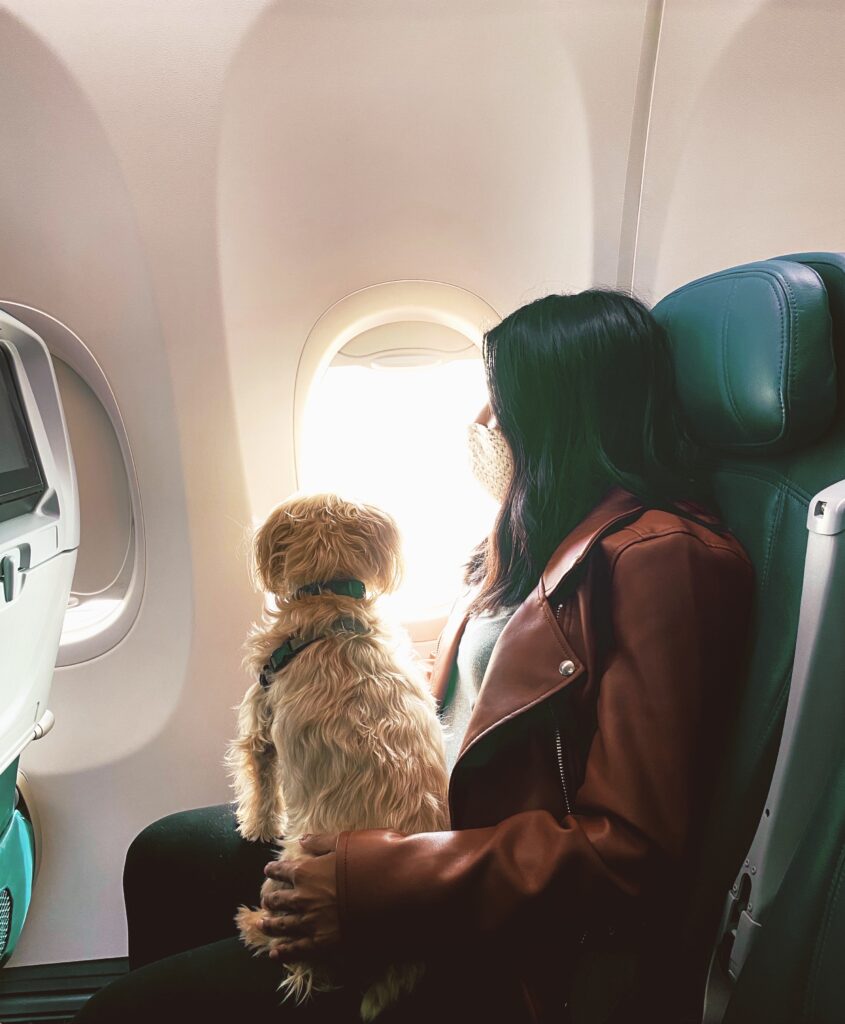 how to travel with pets on a plane